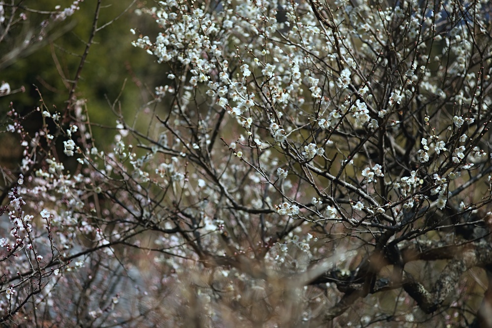 古刹に咲く梅--北鎌倉円覚寺2019_d0376905_19513402.jpg