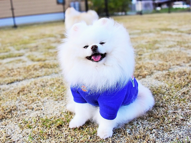 真似っ子_d0360206_00193503.jpg