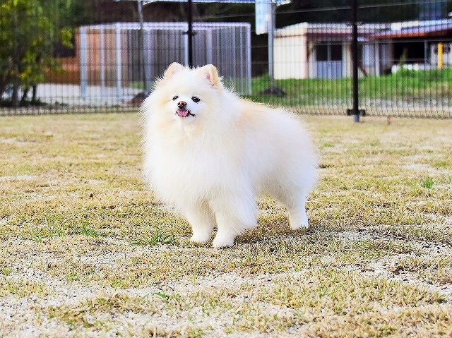 真似っ子_d0360206_00194773.jpg