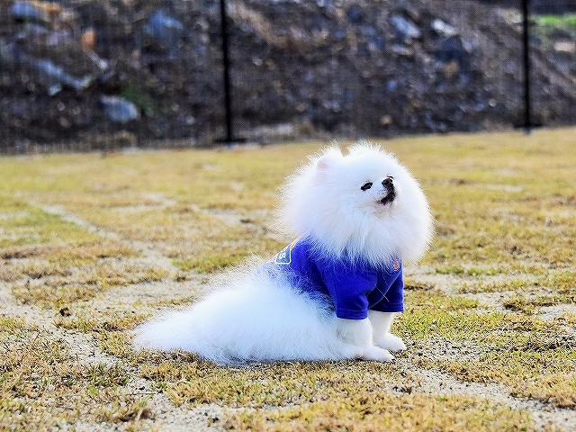真似っ子_d0360206_00200203.jpg