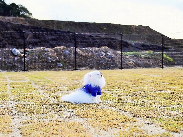 真似っ子_d0360206_00201277.jpg
