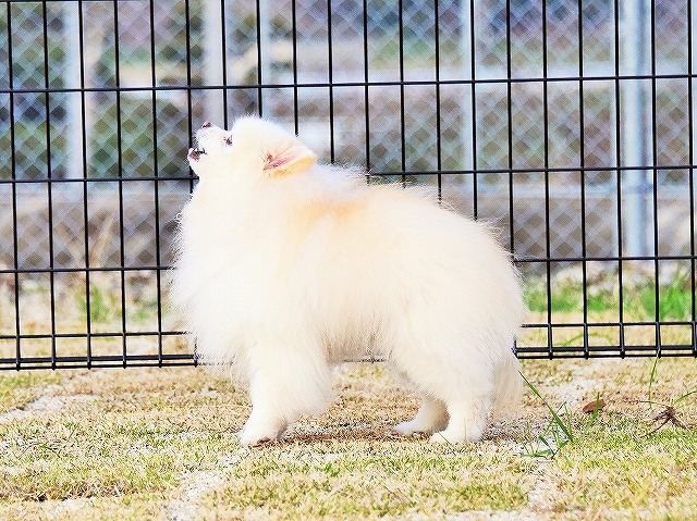 真似っ子_d0360206_00202072.jpg