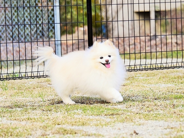 真似っ子_d0360206_00202595.jpg
