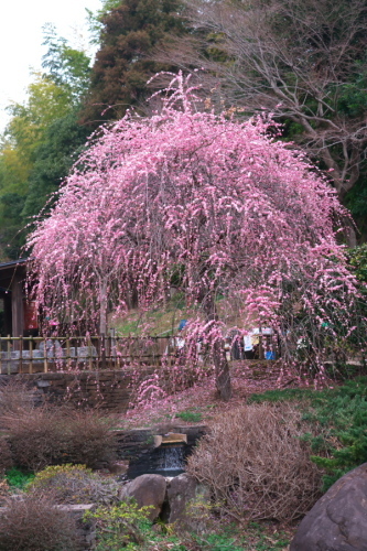 a0263109_20450029.jpg