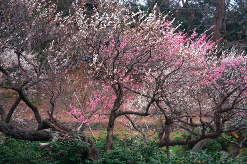 a0263109_20452864.jpg