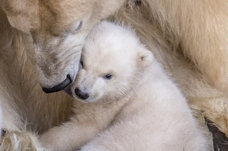 デンマーク・コペンハーゲン動物園の赤ちゃんが遂に屋外登場、そして一般公開が始まる_a0151913_437274.jpg