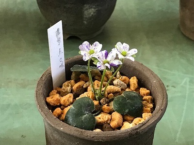 長久保公園④雪割草展_e0373815_17203968.jpg