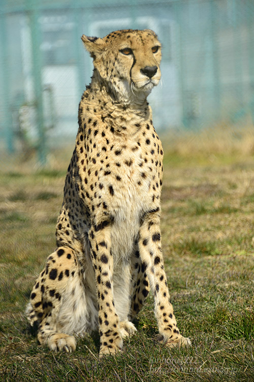 2019.2.23&24<合併号> 岩手サファリパーク☆肉食動物探検バスツアー～チーターのハヤテくん編_f0250322_21432048.jpg