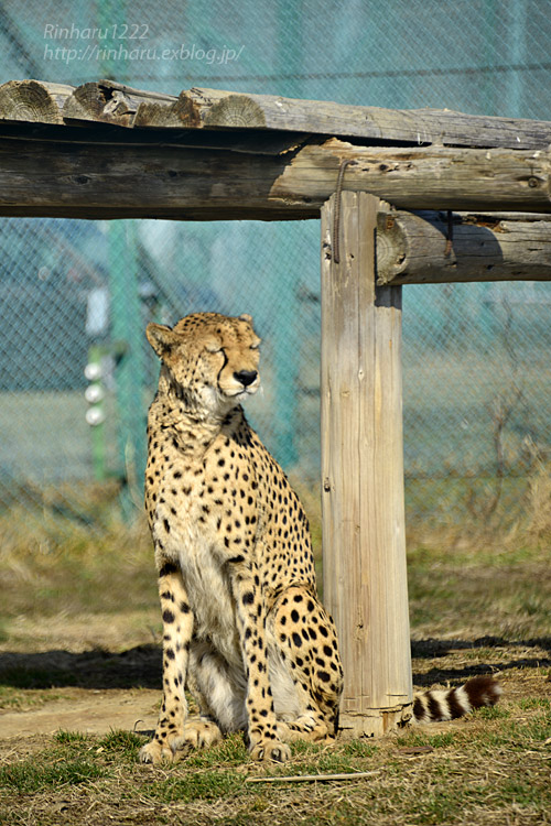 2019.2.23&24<合併号> 岩手サファリパーク☆肉食動物探検バスツアー～チーターのハヤテくん編_f0250322_2143427.jpg