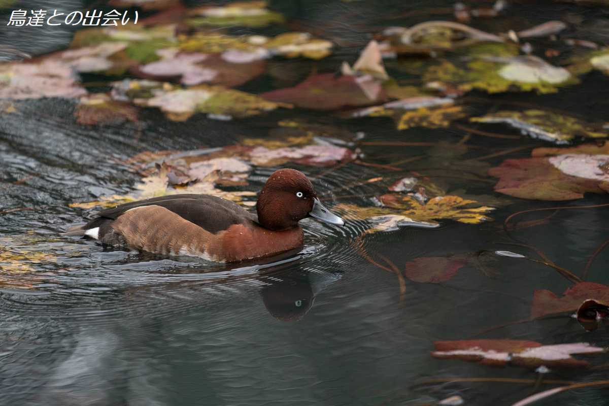 メジロガモ（生殖羽）・・・Ferruginous Duck (Br)_e0139623_20523853.jpg