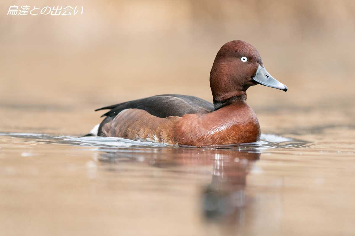 メジロガモ（生殖羽）・・・Ferruginous Duck (Br)_e0139623_20525375.jpg