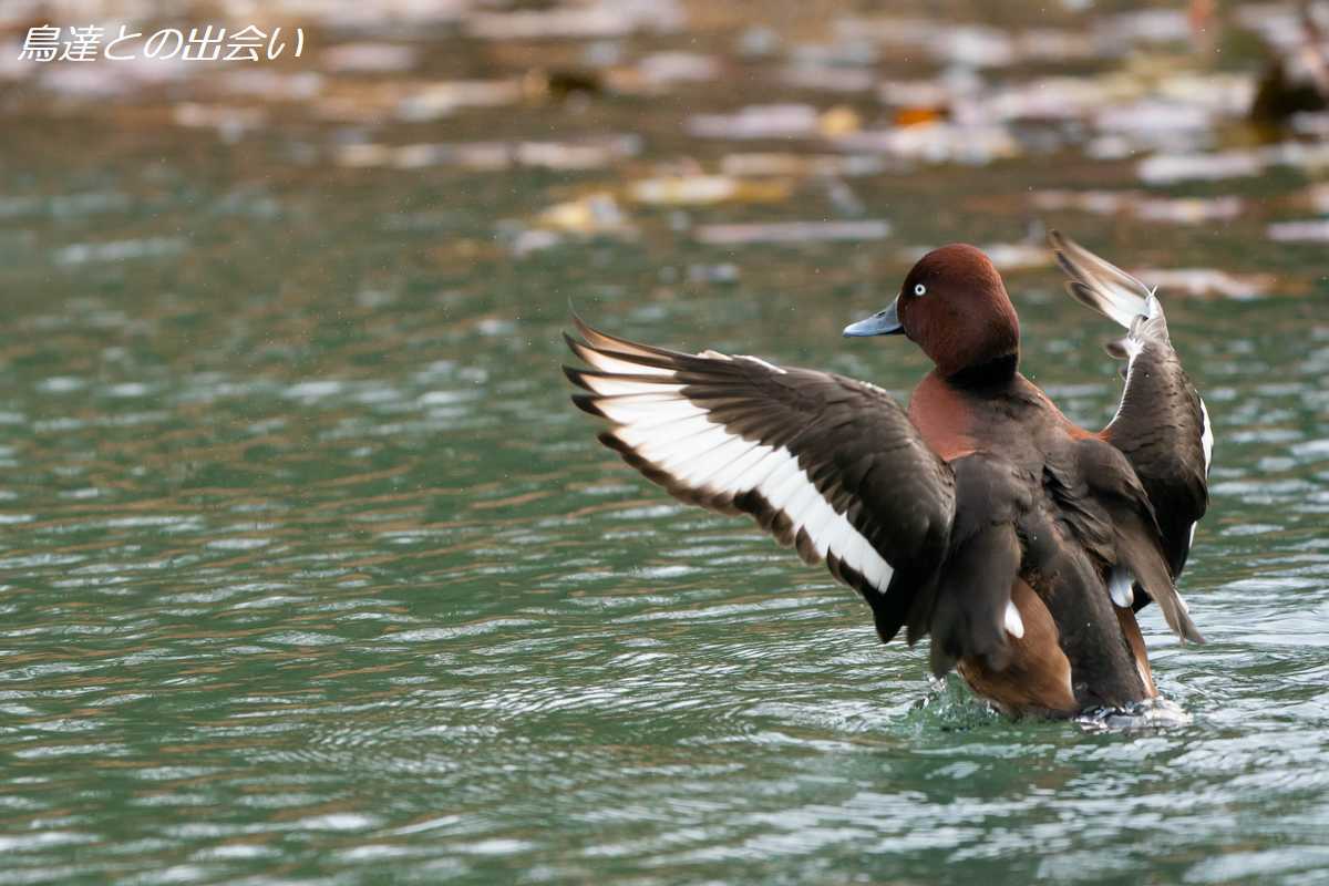 メジロガモ（生殖羽）・・・Ferruginous Duck (Br)_e0139623_20530286.jpg