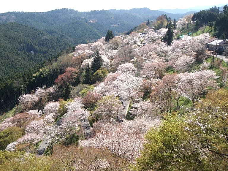 寒い!本日の吉野山は雪です_e0154524_12481172.jpg