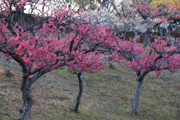 c0201929_17324820.jpg