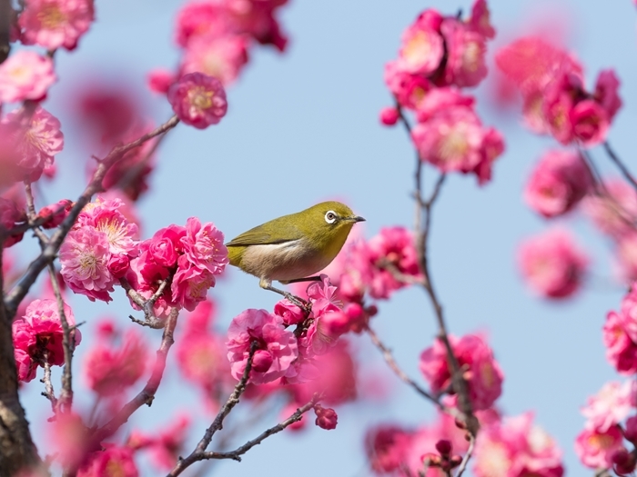 梅の花にメジロ 気のむくままに 2