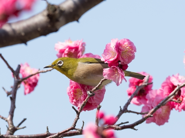 梅の花にメジロ 気のむくままに 2