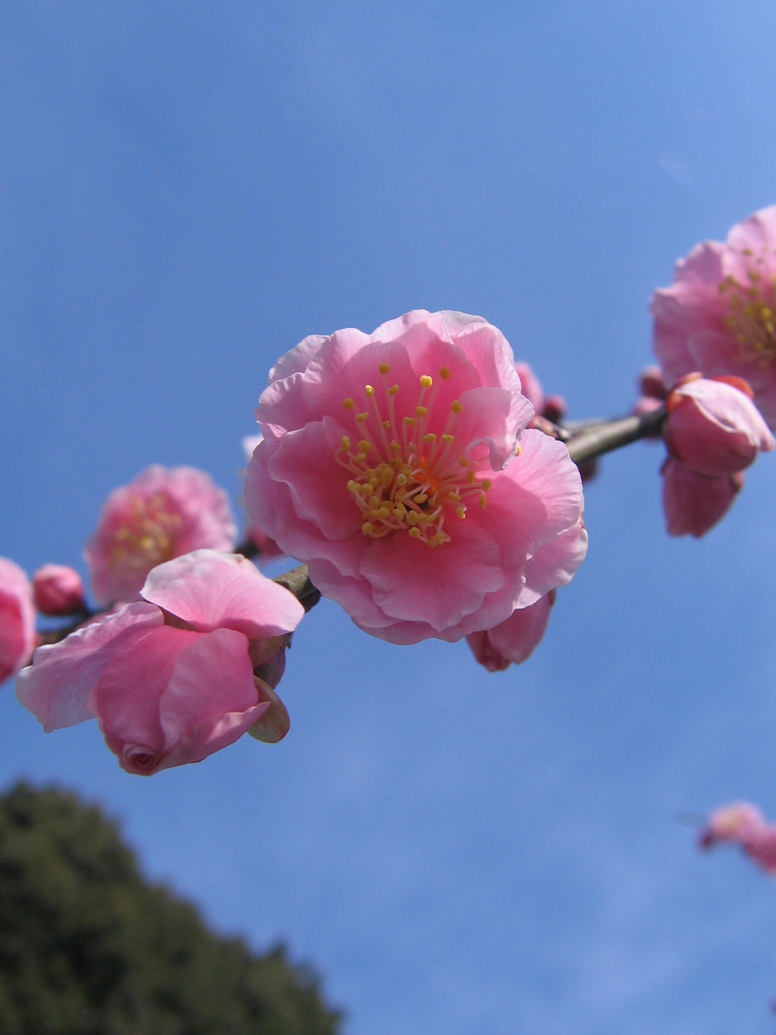 ♪♪　2019 . 岡本公園  梅まつり_a0068035_1855839.jpg