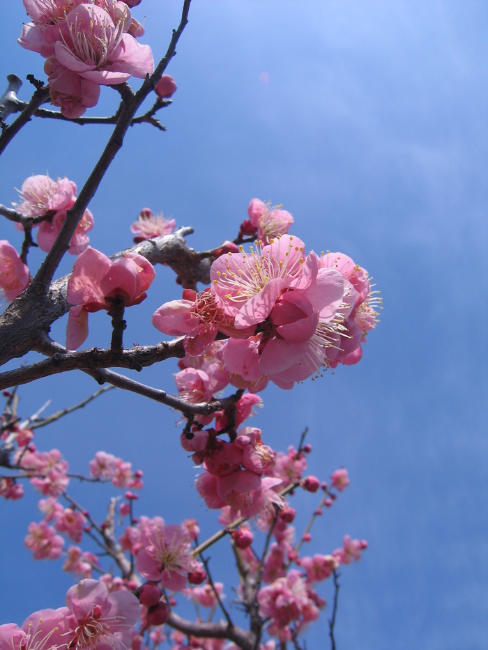 ♪♪　2019 . 岡本公園  梅まつり_a0068035_1857482.jpg