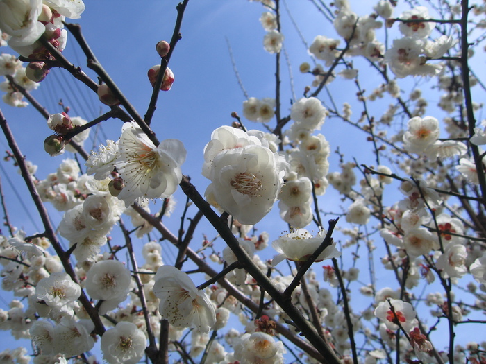 ♪♪　2019 . 岡本公園  梅まつり_a0068035_1858122.jpg