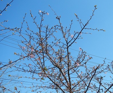 今年の河津桜 と お知らせ。_b0308135_11445709.jpg