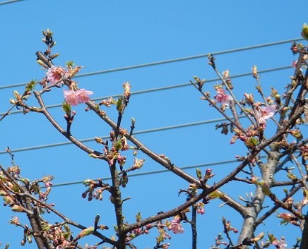 今年の河津桜 と お知らせ。_b0308135_11452293.jpg