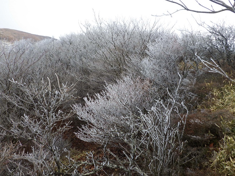 e0164643_20173361.jpg