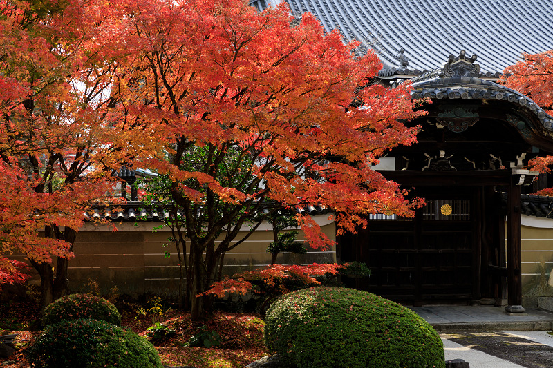 京の紅葉2018　妙顕寺のお庭にて_f0155048_23432371.jpg