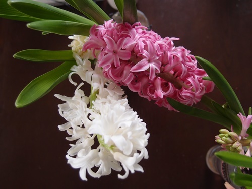 花の終わったヒヤシンスを土の中に ふたりで暮らす 花の終わったヒヤシンスを土の中に ふたりで暮らす