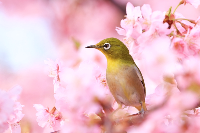 満開の河津桜でサクジロー＠近所の河津桜♪_a0167759_2357589.jpg