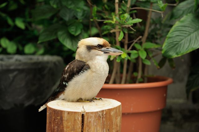 Ex予約の特典を利用して掛川花鳥園へ 蜜蜂的写真日記 Ex予約の特典を利用して掛川花鳥園へ 蜜蜂的写真日記