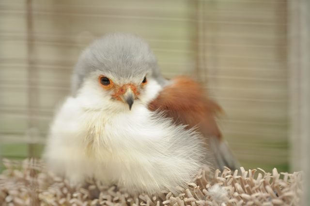 Ex予約の特典を利用して掛川花鳥園へ 蜜蜂的写真日記