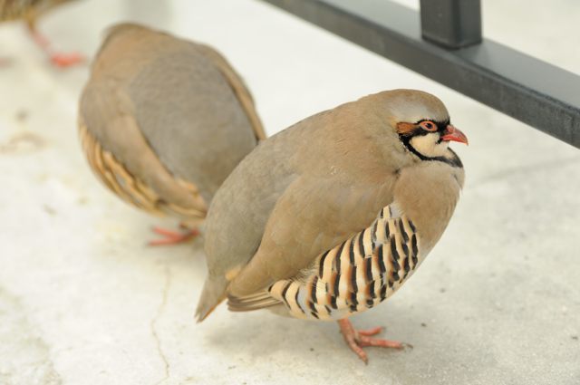 キジ 標本 約30cm