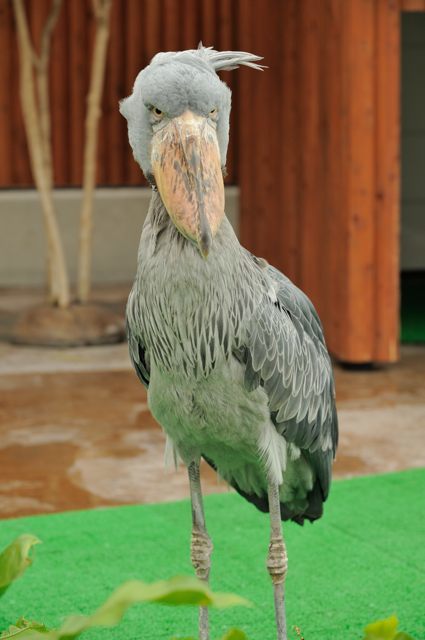 けっこう動くよ不動鳥 蜜蜂的写真日記