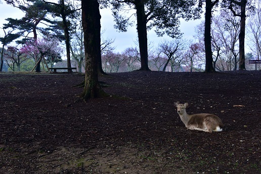 梅の咲く奈良公園　　奈良公園_c0303868_08382241.jpg