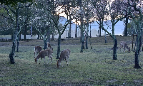 梅の咲く奈良公園　　奈良公園_c0303868_08394979.jpg