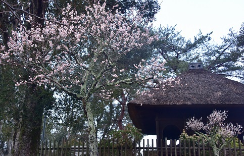 梅の咲く奈良公園　　奈良公園_c0303868_08403001.jpg