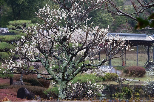 梅の咲く奈良公園　　奈良公園_c0303868_08415410.jpg