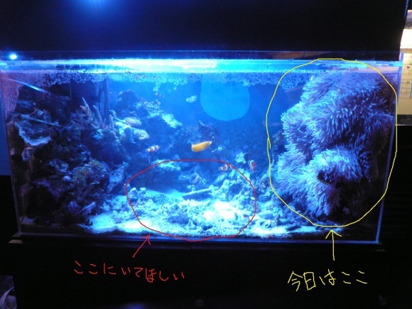 動くな 竹島水族館スタッフブログ