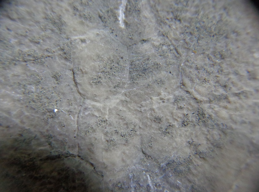 北海道のウニ化石②_d0318386_06283315.jpg