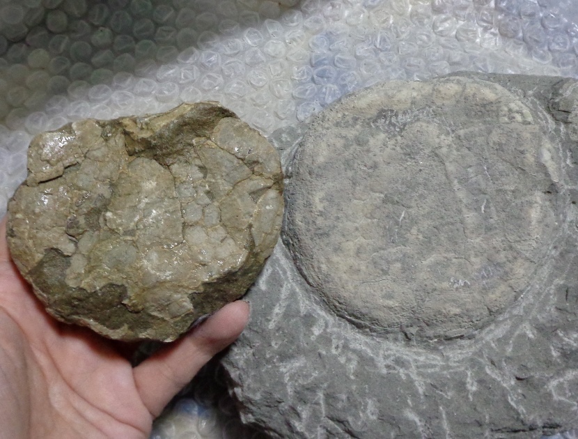ウニ　化石　北海道 産　国産化石 ウニ 化石 北海道 産 国産化石 ウニ化石標本～北海道のウニ化石