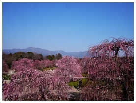 鈴鹿の森庭園_b0142989_23034491.jpg