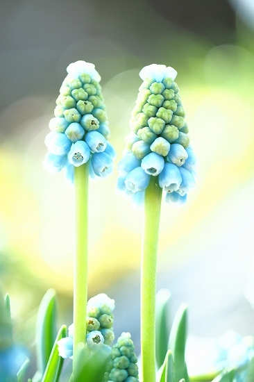 フローラルガーデンアンジェ・春の花_e0348392_20291065.jpg