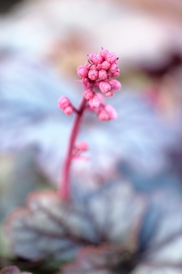 フローラルガーデンアンジェ・春の花_e0348392_20292410.jpg
