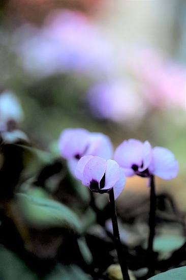 フローラルガーデンアンジェ・春の花_e0348392_20294924.jpg