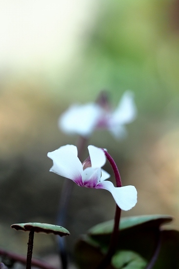 フローラルガーデンアンジェ・春の花_e0348392_20295946.jpg