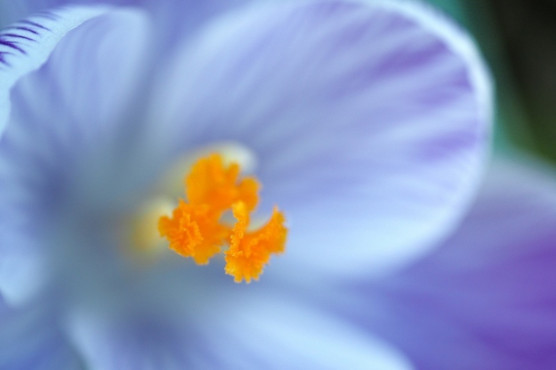 フローラルガーデンアンジェ・春の花_e0348392_20300464.jpg