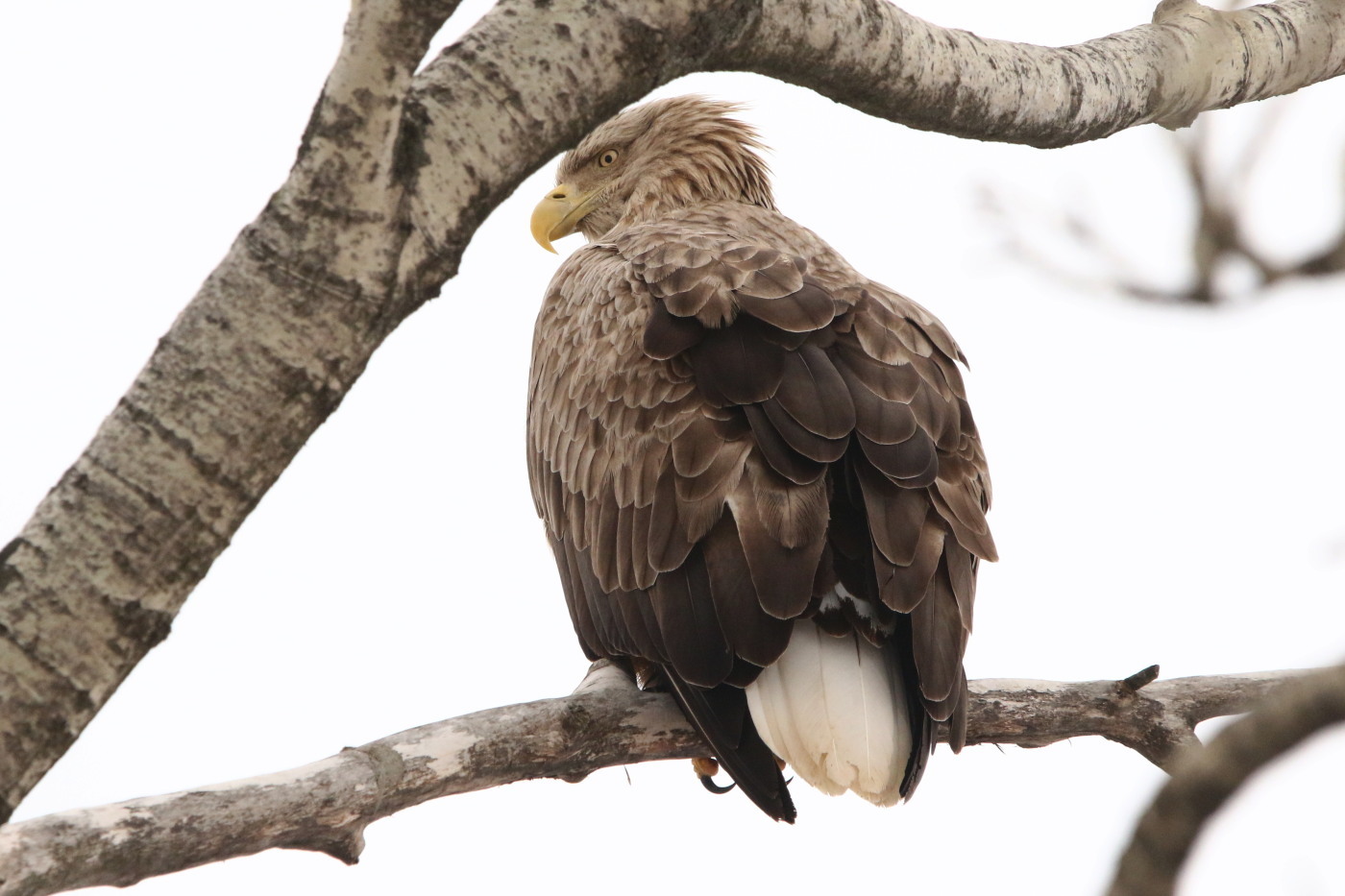 タンチョウ３１８号君　(3月2日)_c0360399_21285794.jpg