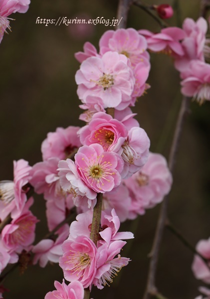 梅の花～＊　中山寺_a0123003_11174906.jpg