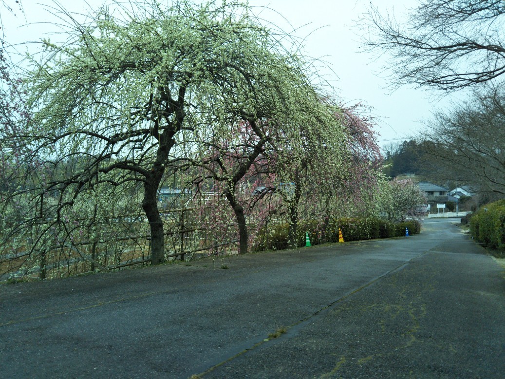 e0405503_12235344.jpg