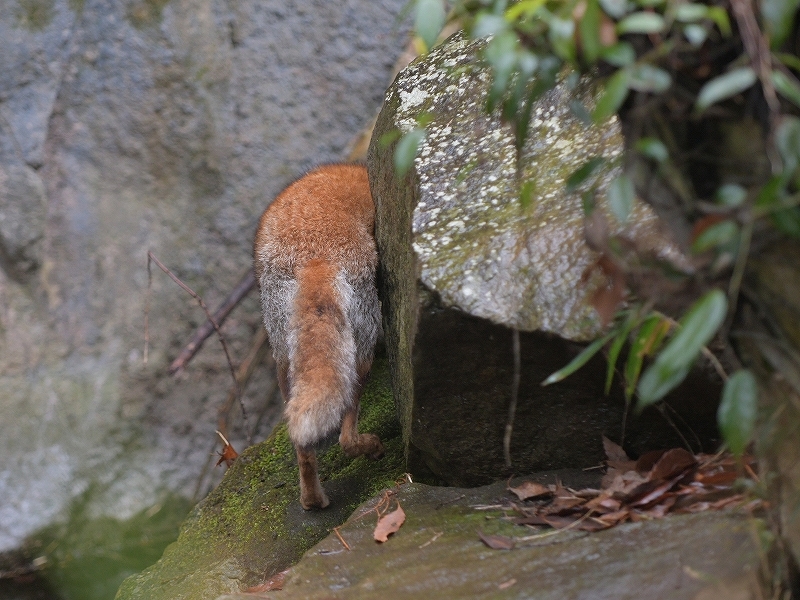 雨の降る日とコウシロウ_a0164204_12103744.jpg